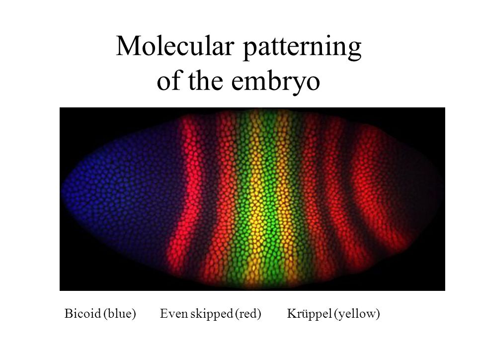 Molecular patterning of the embryo Bicoid (blue)Even skipped (red) Krüppel (yellow)