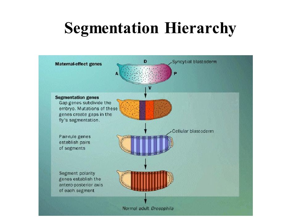 Segmentation Hierarchy