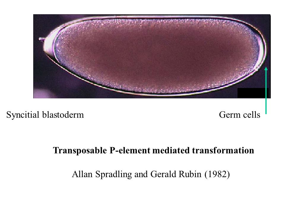 Syncitial blastodermGerm cells Transposable P-element mediated transformation Allan Spradling and Gerald Rubin (1982)
