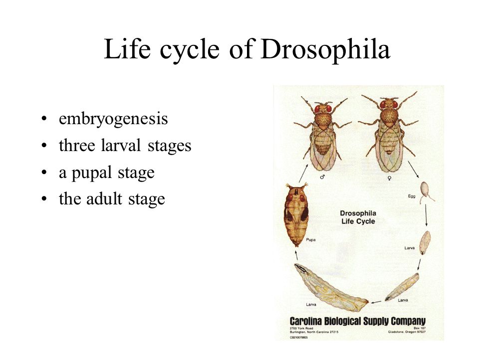 Life cycle of Drosophila embryogenesis three larval stages a pupal stage the adult stage
