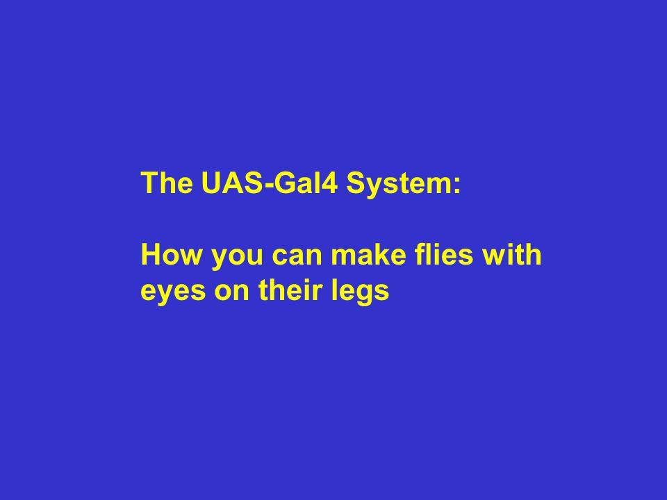 The UAS-Gal4 System: How you can make flies with eyes on their legs