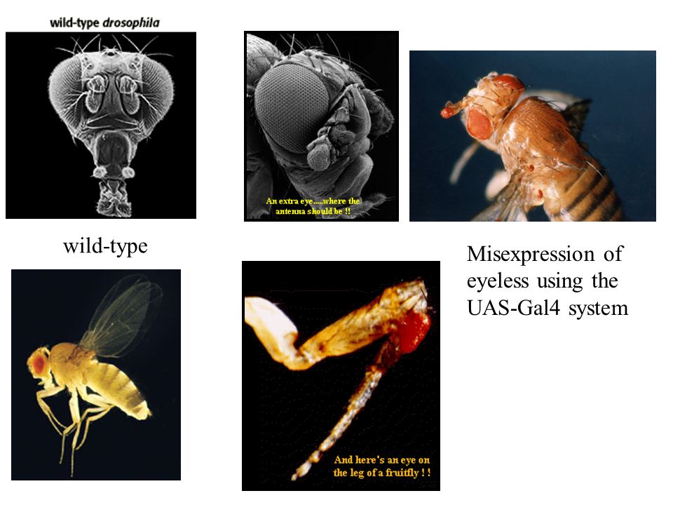 wild-type Misexpression of eyeless using the UAS-Gal4 system