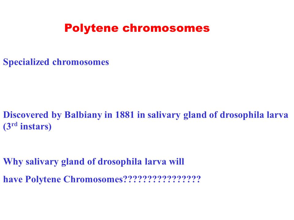 Specialized chromosomes Discovered by Balbiany in 1881 in salivary gland of drosophila larva (3 rd instars) Why salivary gland of drosophila larva will have Polytene Chromosomes .