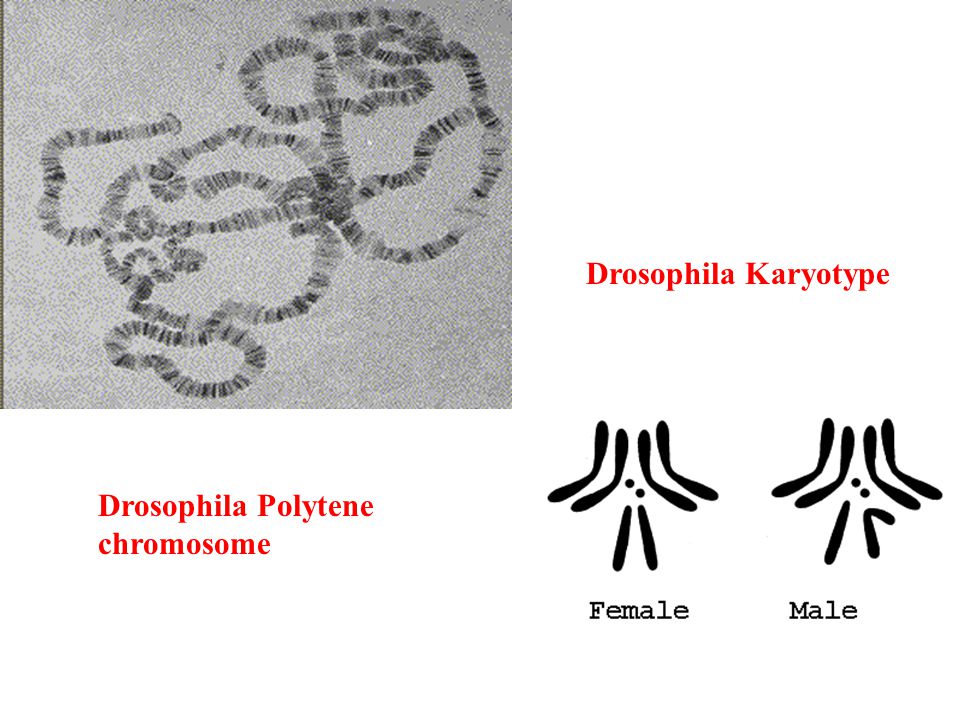 Drosophila Polytene chromosome Drosophila Karyotype