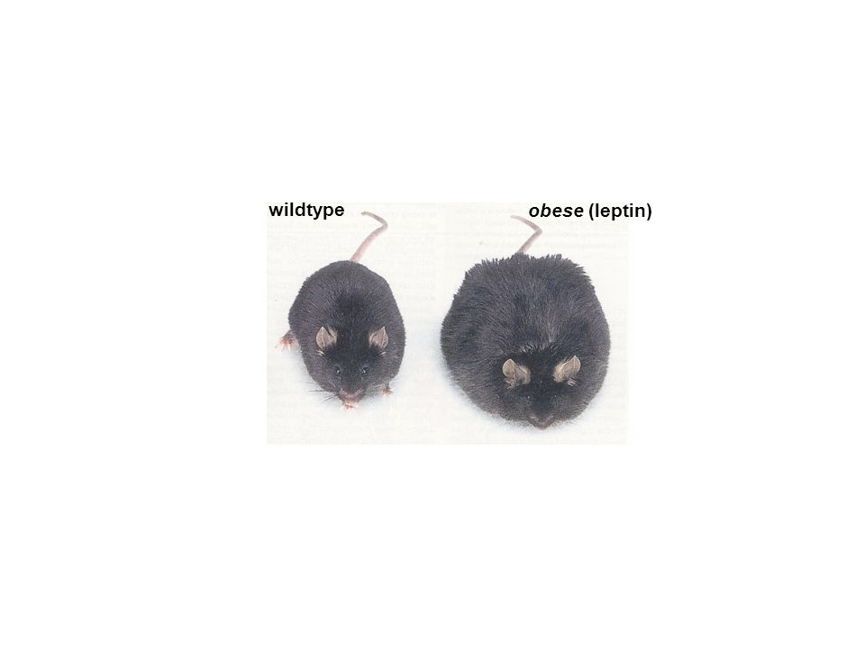 wildtype obese (leptin)