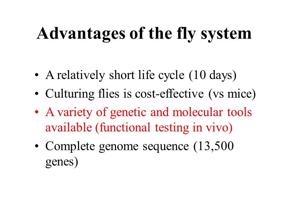 A relatively short life cycle (10 days) Culturing flies is cost-effective (vs mice) A variety of genetic and molecular tools available (functional testing in vivo) Complete genome sequence (13,500 genes) Advantages of the fly system