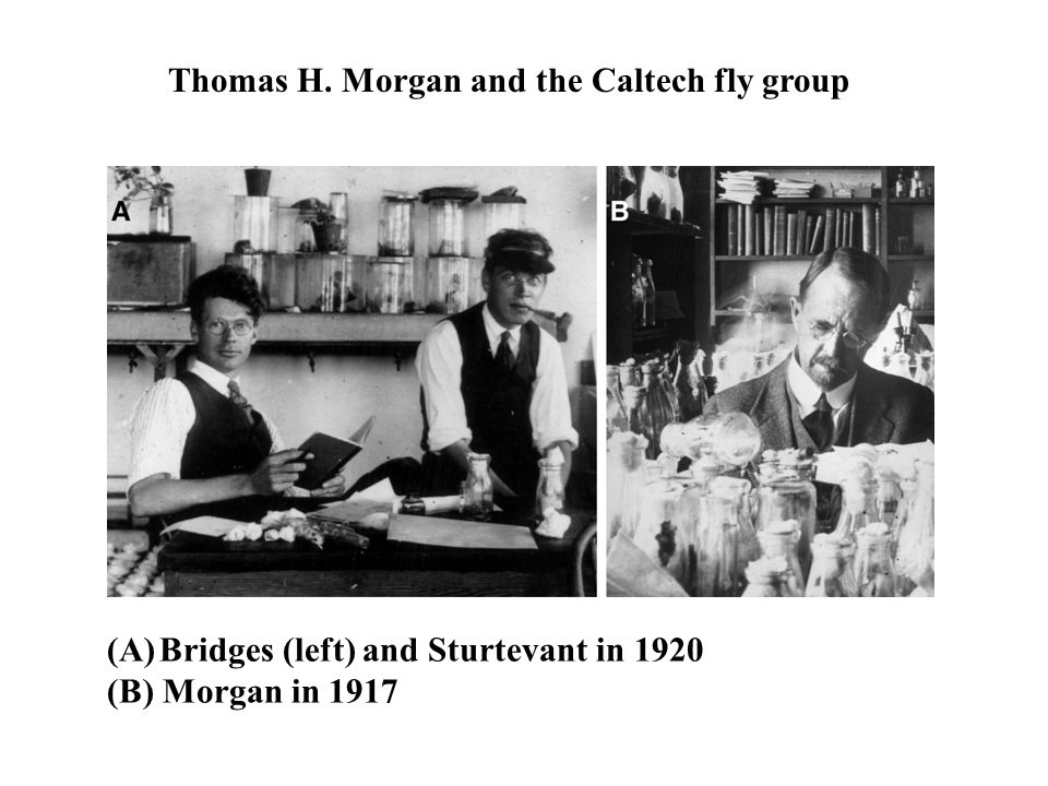 (A)Bridges (left) and Sturtevant in 1920 (B) Morgan in 1917 Thomas H.