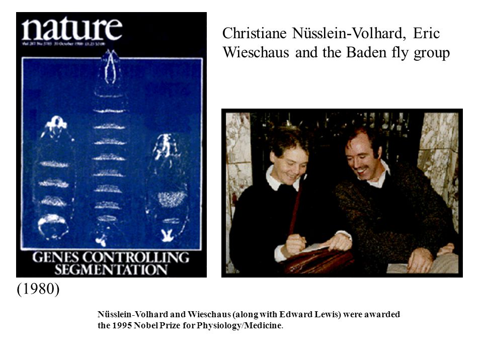 Nüsslein-Volhard and Wieschaus (along with Edward Lewis) were awarded the 1995 Nobel Prize for Physiology/Medicine.
