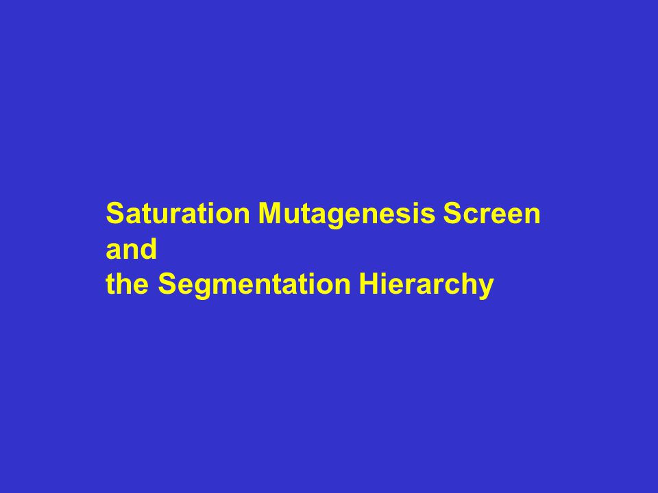 Saturation Mutagenesis Screen and the Segmentation Hierarchy