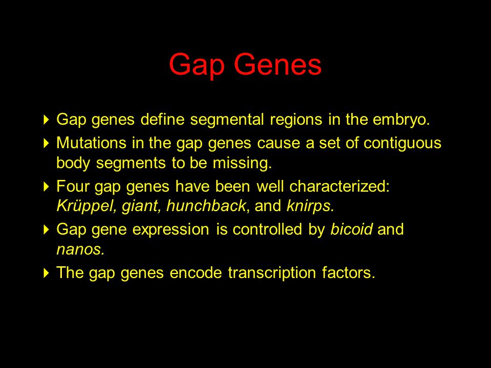 Gap Genes  Gap genes define segmental regions in the embryo.