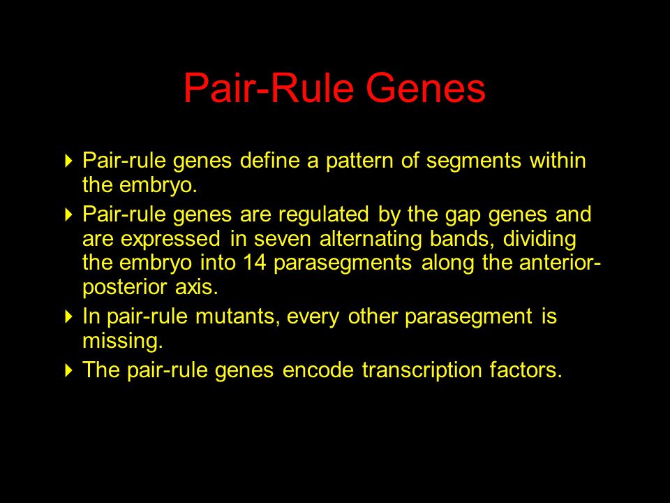 Pair-Rule Genes  Pair-rule genes define a pattern of segments within the embryo.