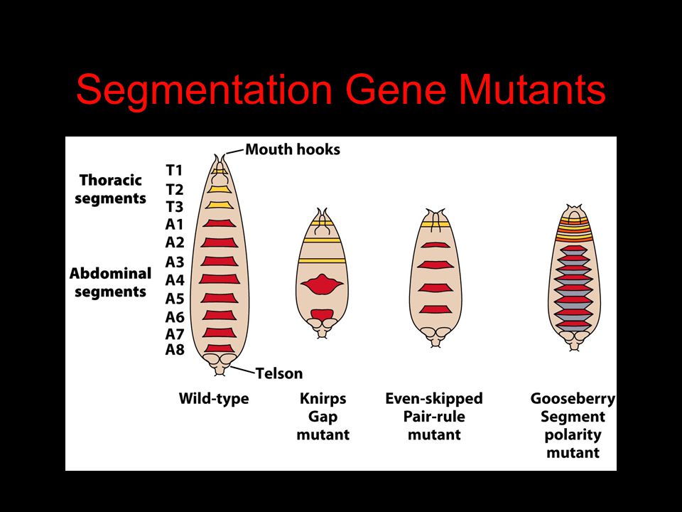 Segmentation Gene Mutants