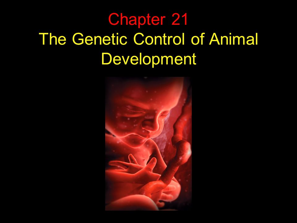 Chapter 21 The Genetic Control of Animal Development
