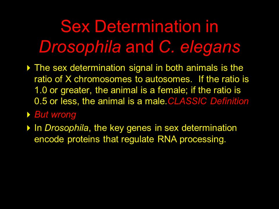 Sex Determination in Drosophila and C.