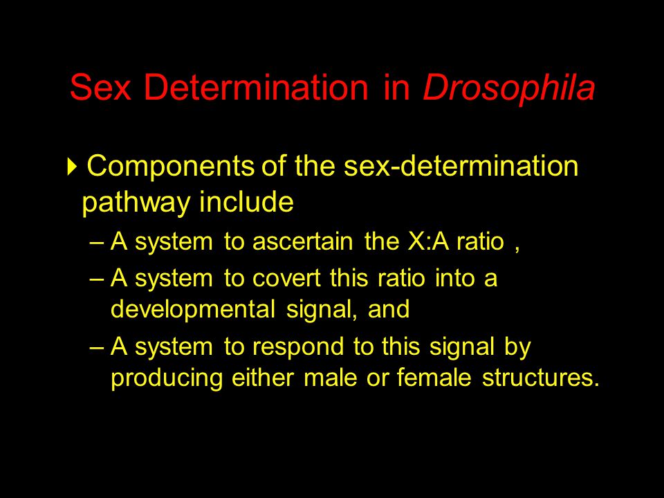 Sex Determination in Drosophila  Components of the sex-determination pathway include –A system to ascertain the X:A ratio, –A system to covert this ratio into a developmental signal, and –A system to respond to this signal by producing either male or female structures.