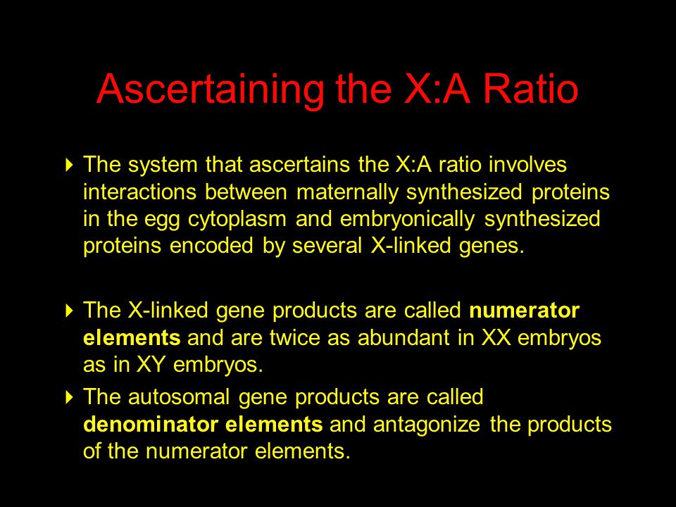 Ascertaining the X:A Ratio  The system that ascertains the X:A ratio involves interactions between maternally synthesized proteins in the egg cytoplasm and embryonically synthesized proteins encoded by several X-linked genes.