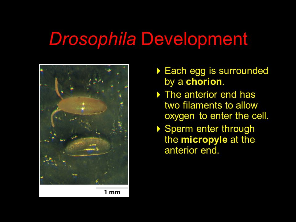 Drosophila Development  Each egg is surrounded by a chorion.