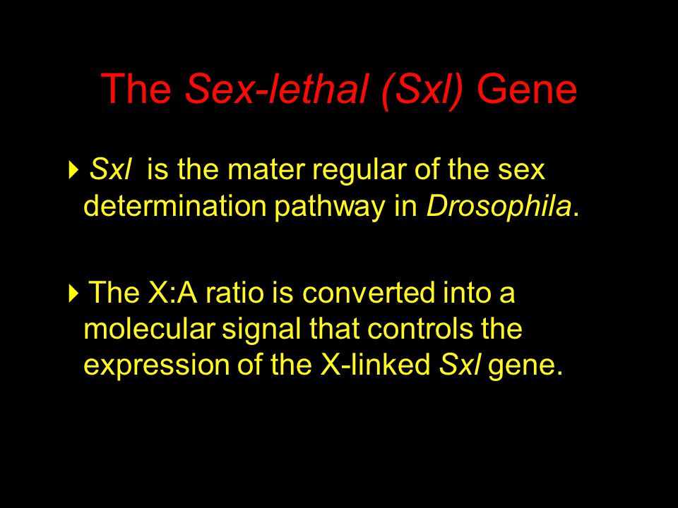 The Sex-lethal (Sxl) Gene  Sxl is the mater regular of the sex determination pathway in Drosophila.