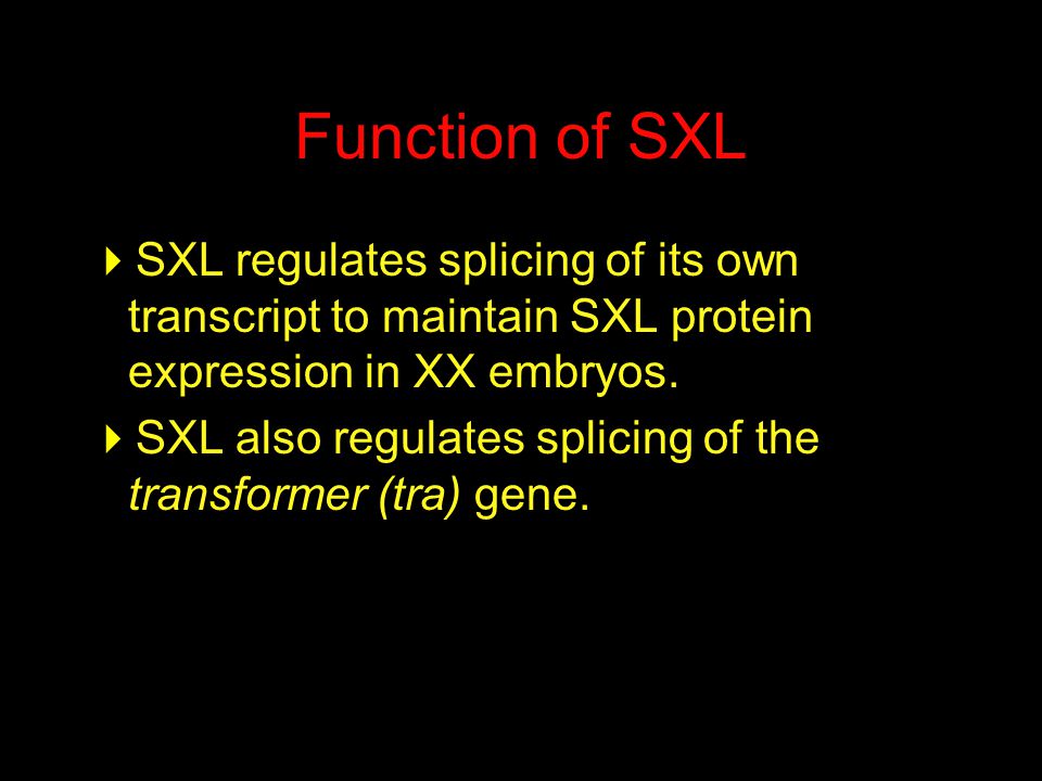 Function of SXL  SXL regulates splicing of its own transcript to maintain SXL protein expression in XX embryos.