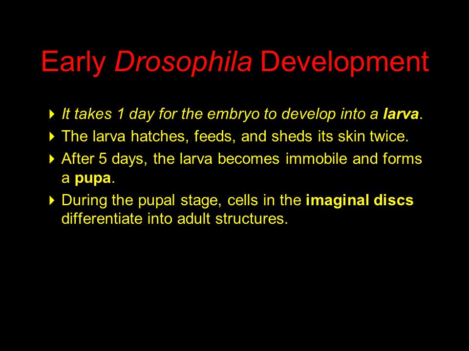 Early Drosophila Development  It takes 1 day for the embryo to develop into a larva.