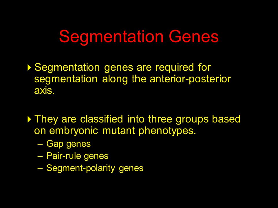 Segmentation Genes  Segmentation genes are required for segmentation along the anterior-posterior axis.