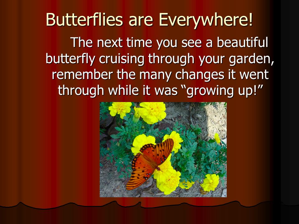 Butterflies are Everywhere.