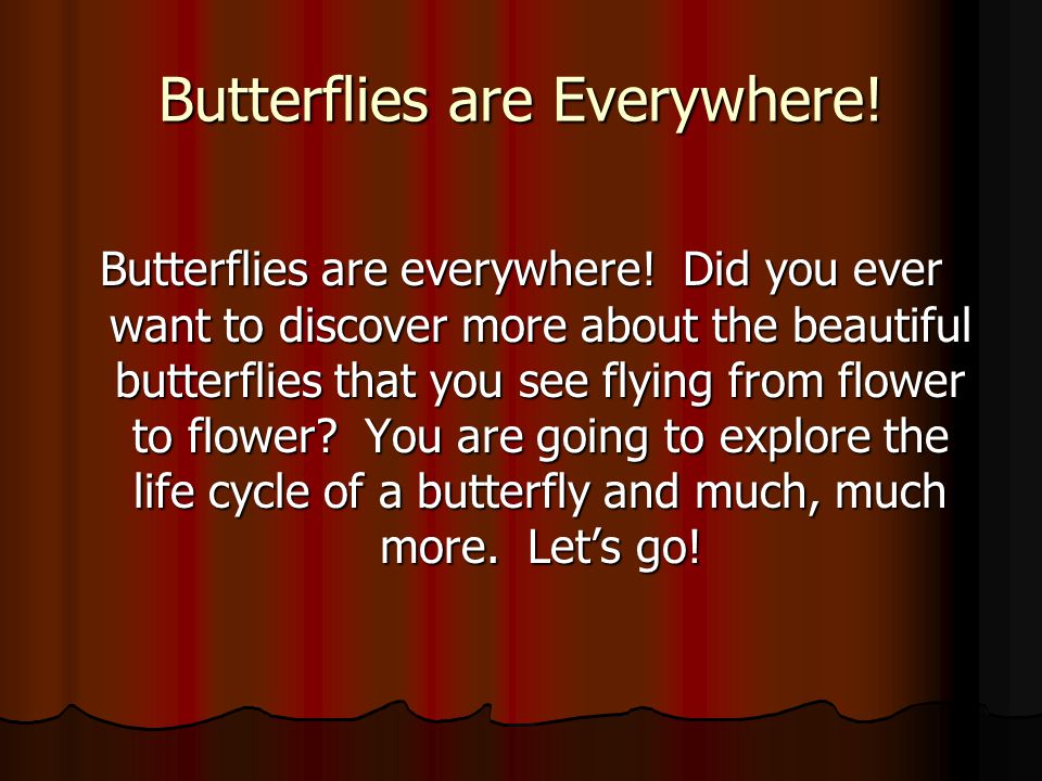 Butterflies are Everywhere. Butterflies are everywhere.