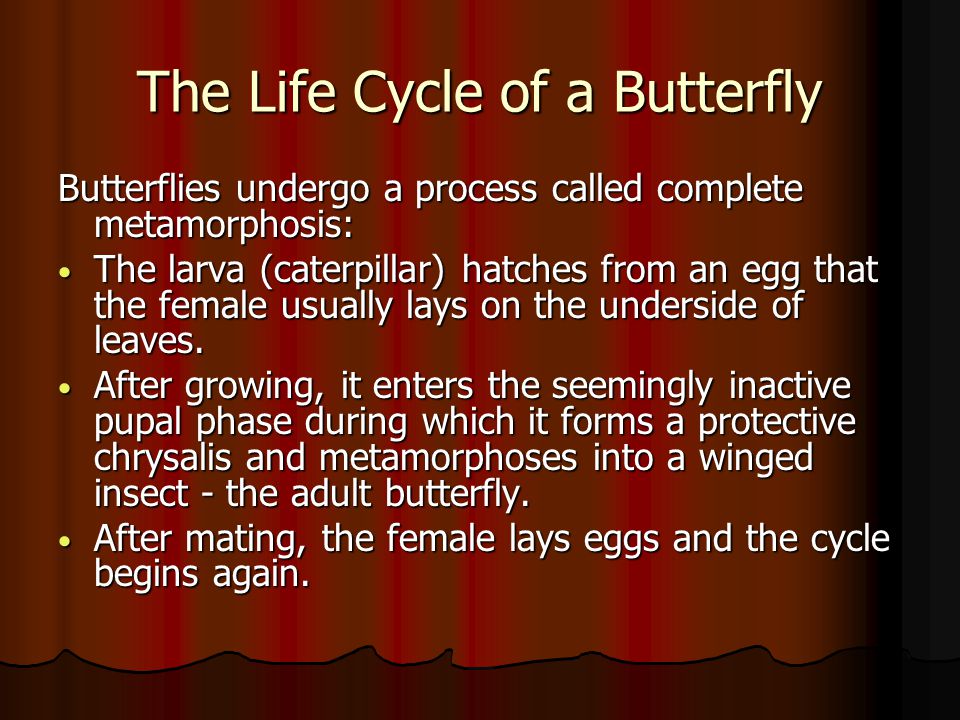 The Life Cycle of a Butterfly Butterflies undergo a process called complete metamorphosis: The larva (caterpillar) hatches from an egg that the female usually lays on the underside of leaves.