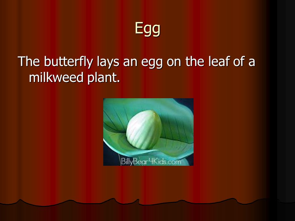 Egg The butterfly lays an egg on the leaf of a milkweed plant.