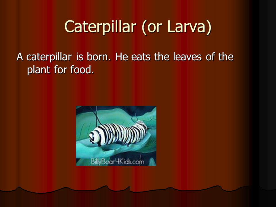 Caterpillar (or Larva) A caterpillar is born. He eats the leaves of the plant for food.