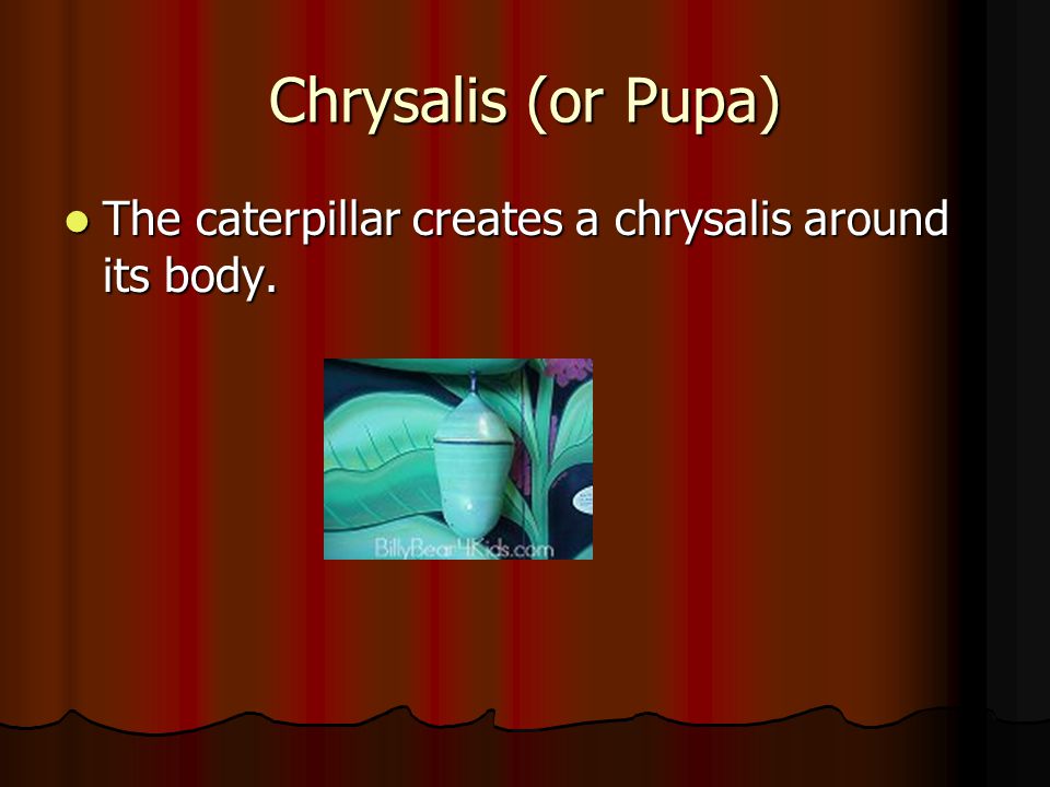 Chrysalis (or Pupa) The caterpillar creates a chrysalis around its body.