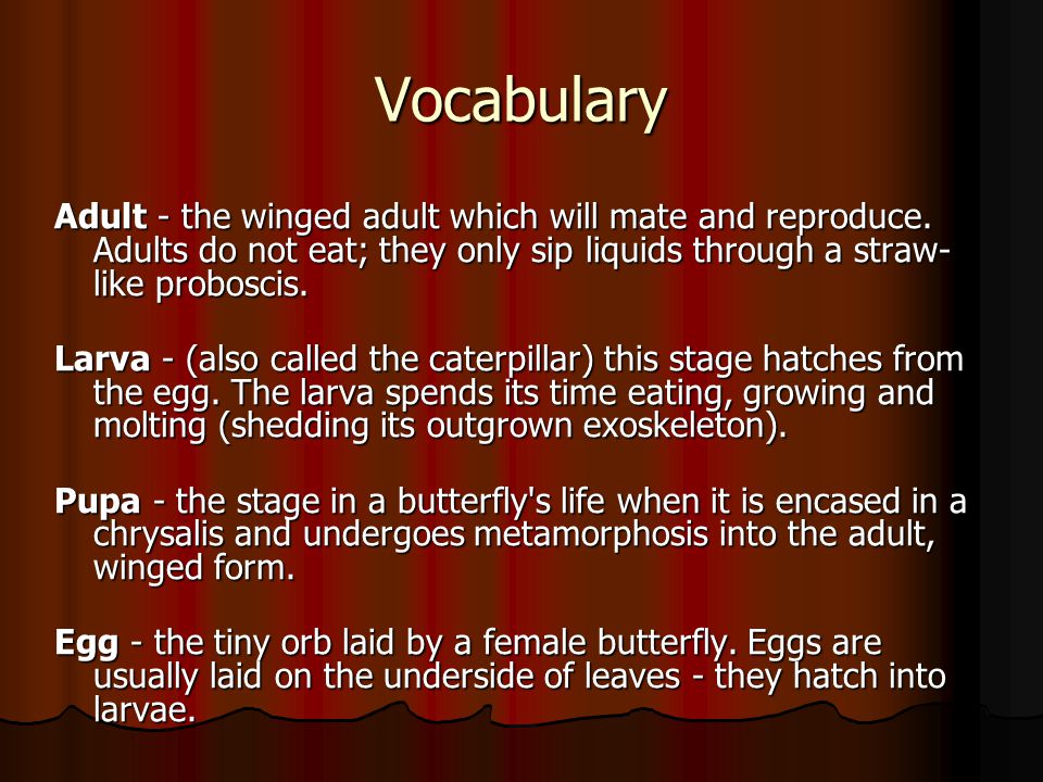 Vocabulary Adult - the winged adult which will mate and reproduce.