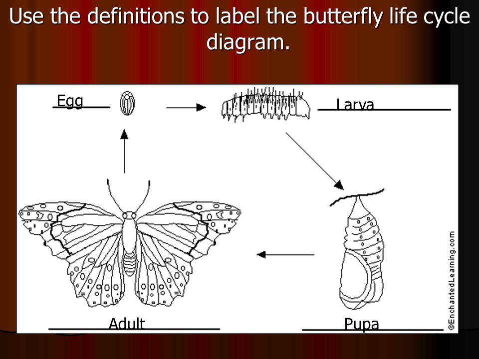 Use the definitions to label the butterfly life cycle diagram. Egg Larva PupaAdult