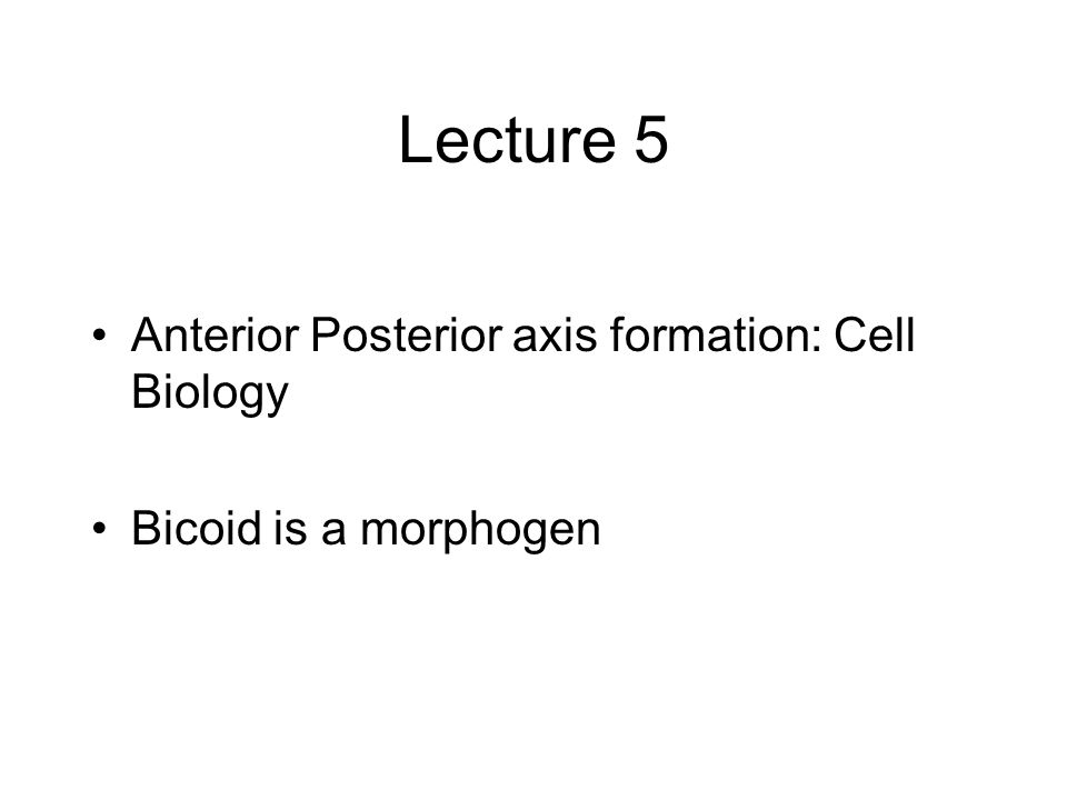 Lecture 5 Anterior Posterior axis formation: Cell Biology Bicoid is a morphogen