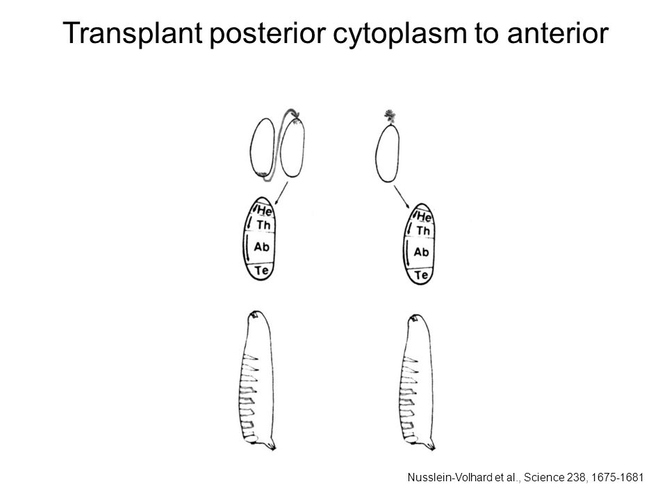 Transplant posterior cytoplasm to anterior Nusslein-Volhard et al., Science 238,
