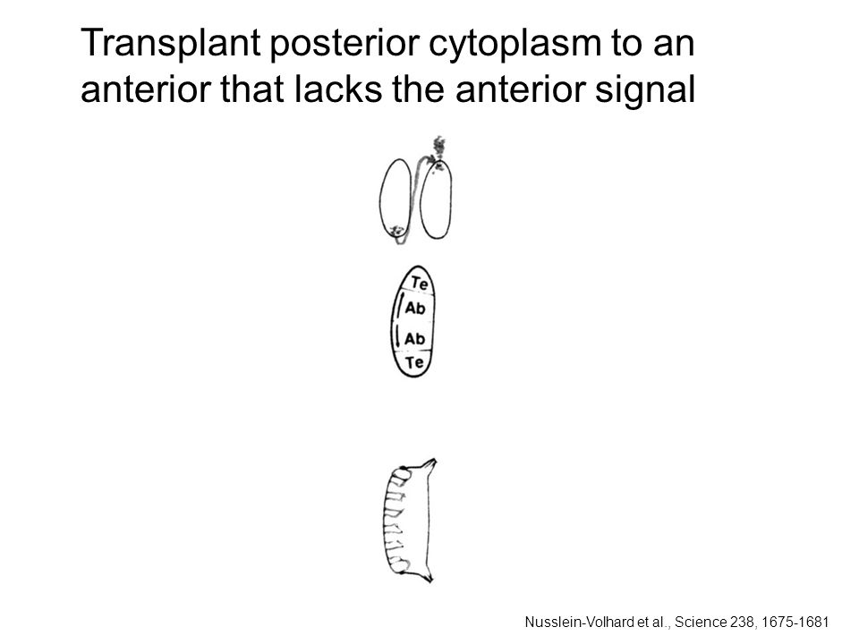 Transplant posterior cytoplasm to an anterior that lacks the anterior signal Nusslein-Volhard et al., Science 238,
