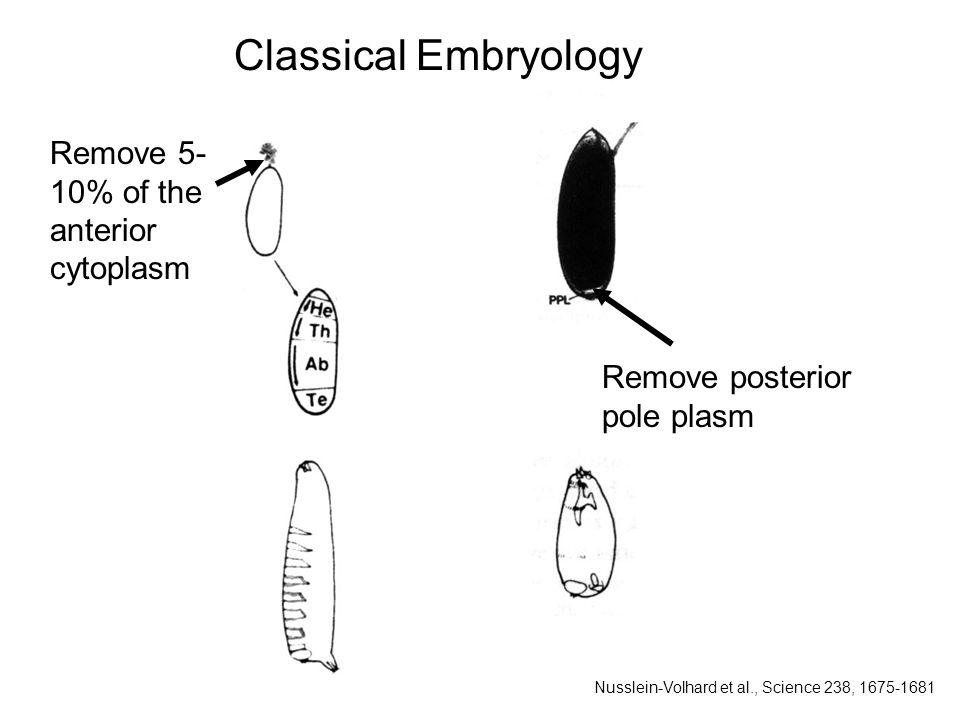 Remove posterior pole plasm Classical Embryology Remove 5- 10% of the anterior cytoplasm Nusslein-Volhard et al., Science 238,
