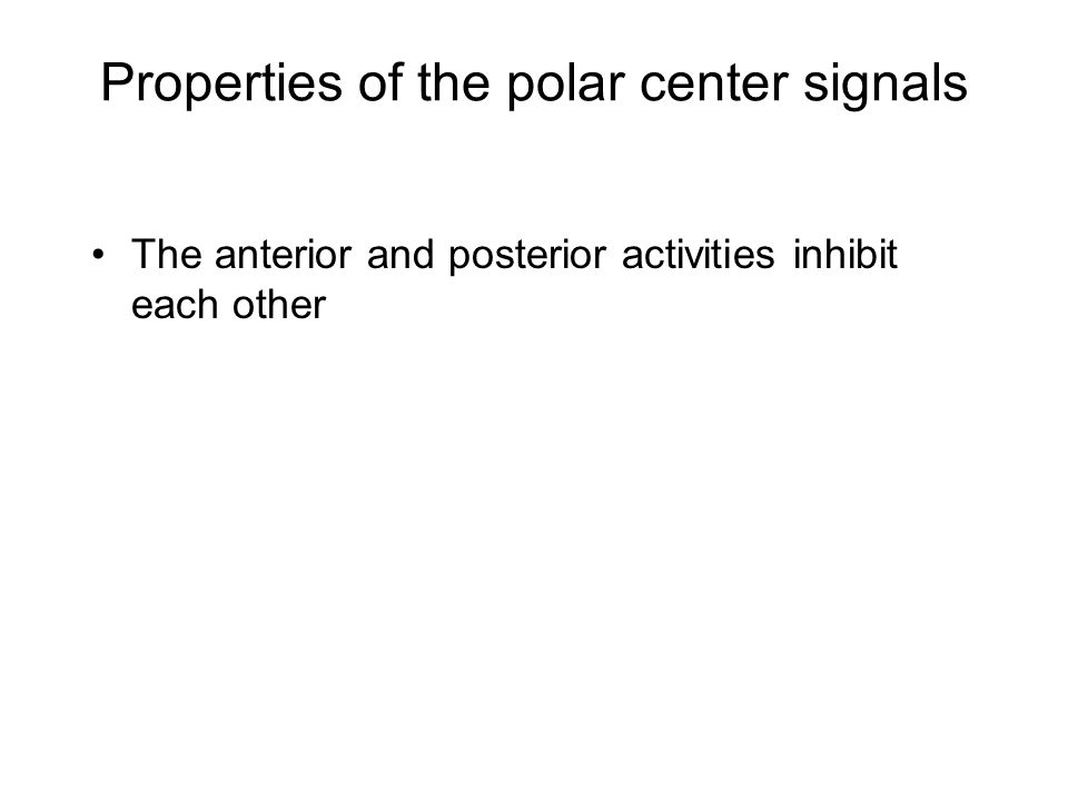 Properties of the polar center signals The anterior and posterior activities inhibit each other