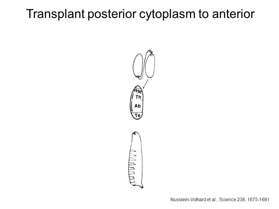 Transplant posterior cytoplasm to anterior Nusslein-Volhard et al., Science 238,