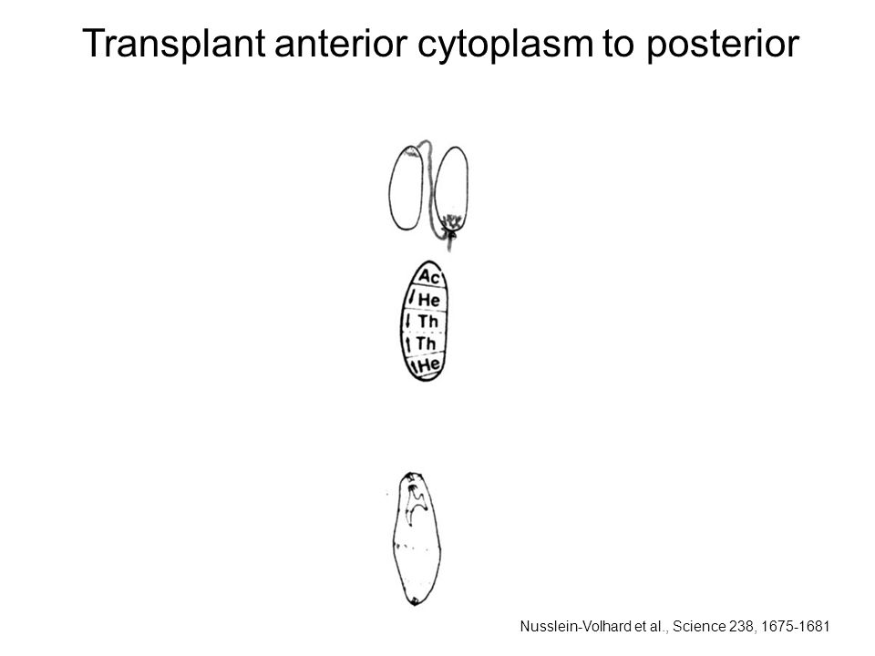 Transplant anterior cytoplasm to posterior Nusslein-Volhard et al., Science 238,