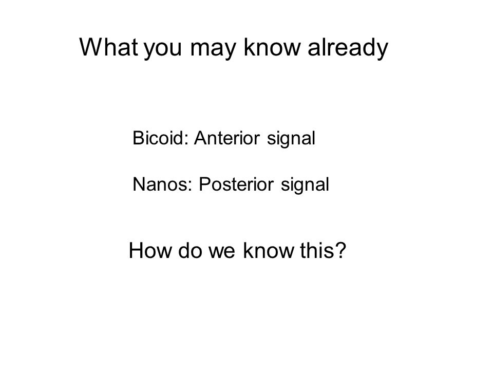 What you may know already Bicoid: Anterior signal Nanos: Posterior signal How do we know this
