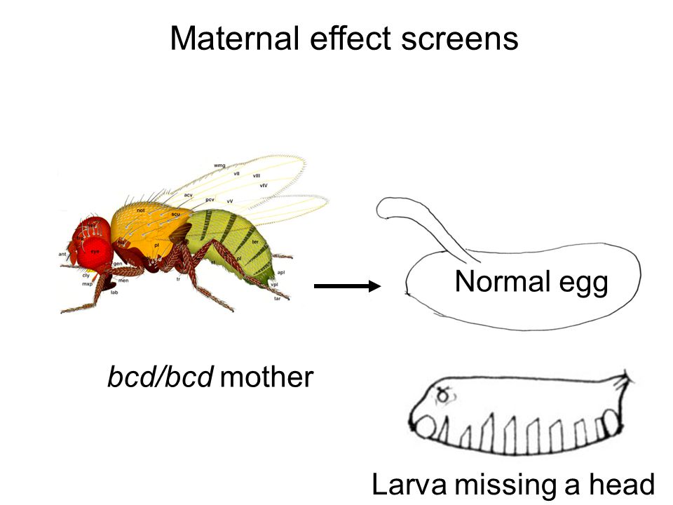 Maternal effect screens bcd/bcd mother Normal egg Larva missing a head