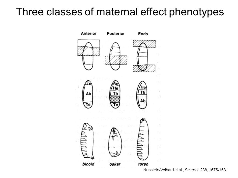 Three classes of maternal effect phenotypes Nusslein-Volhard et al., Science 238,