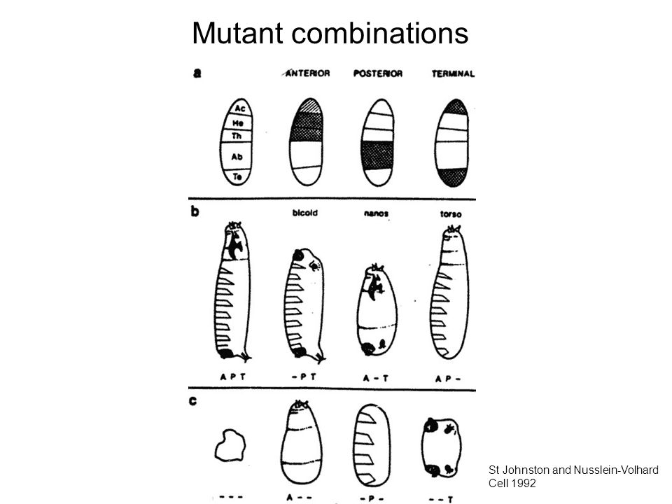 Mutant combinations St Johnston and Nusslein-Volhard Cell 1992