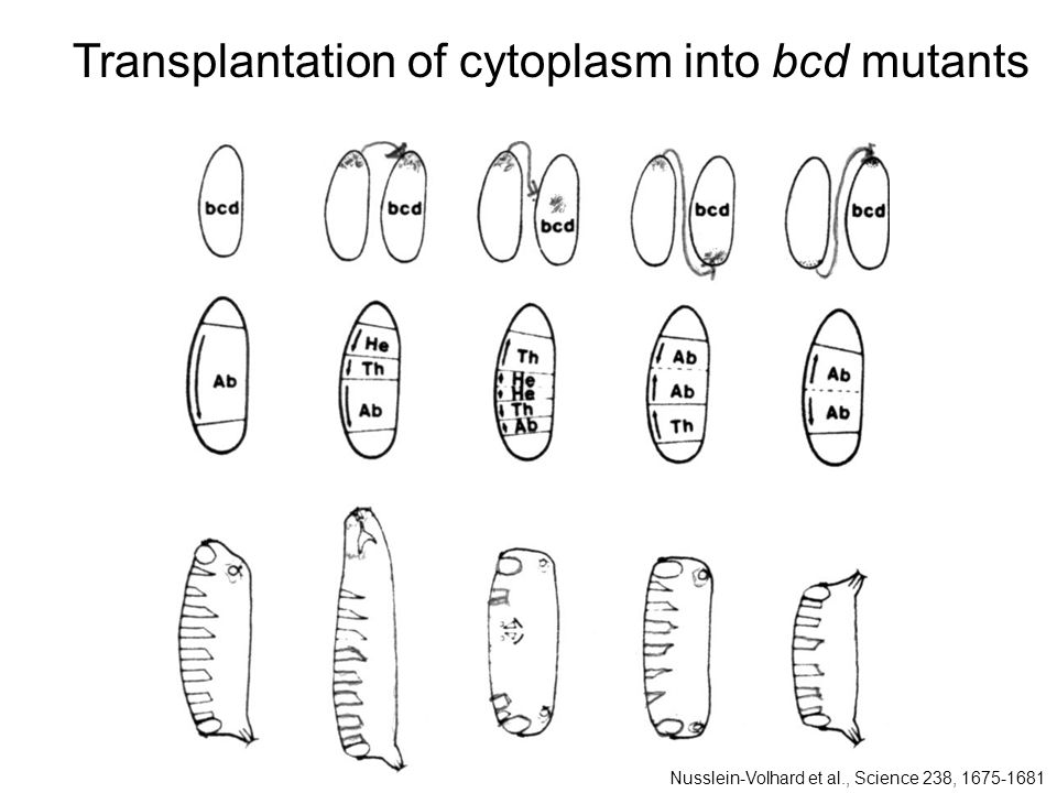 Transplantation of cytoplasm into bcd mutants Nusslein-Volhard et al., Science 238,