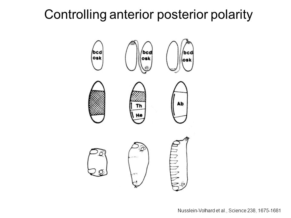 Controlling anterior posterior polarity Nusslein-Volhard et al., Science 238,