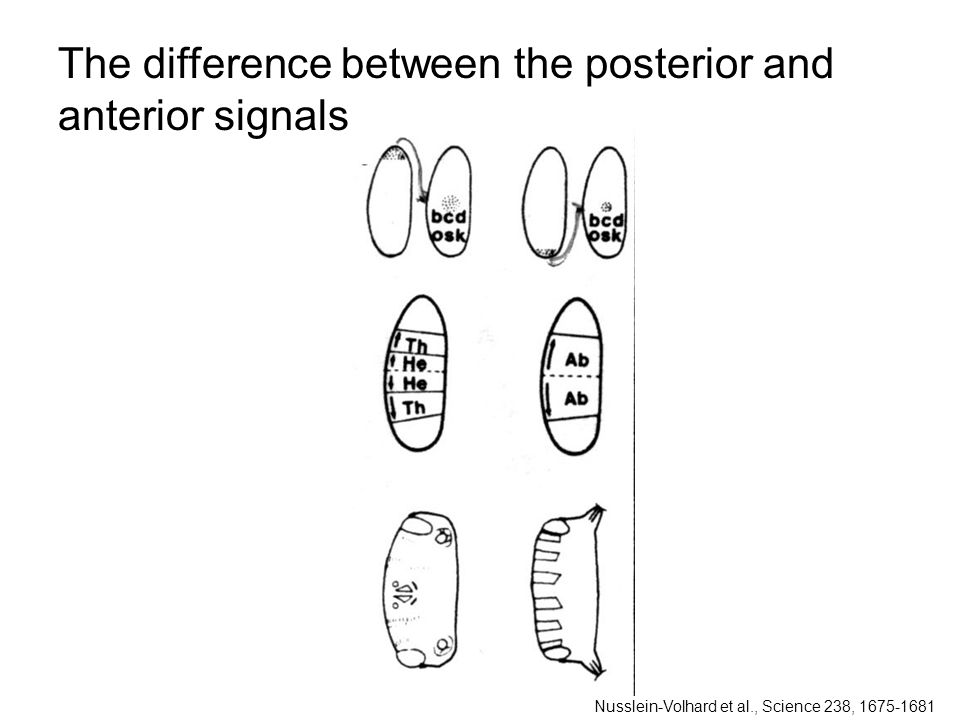 The difference between the posterior and anterior signals Nusslein-Volhard et al., Science 238,
