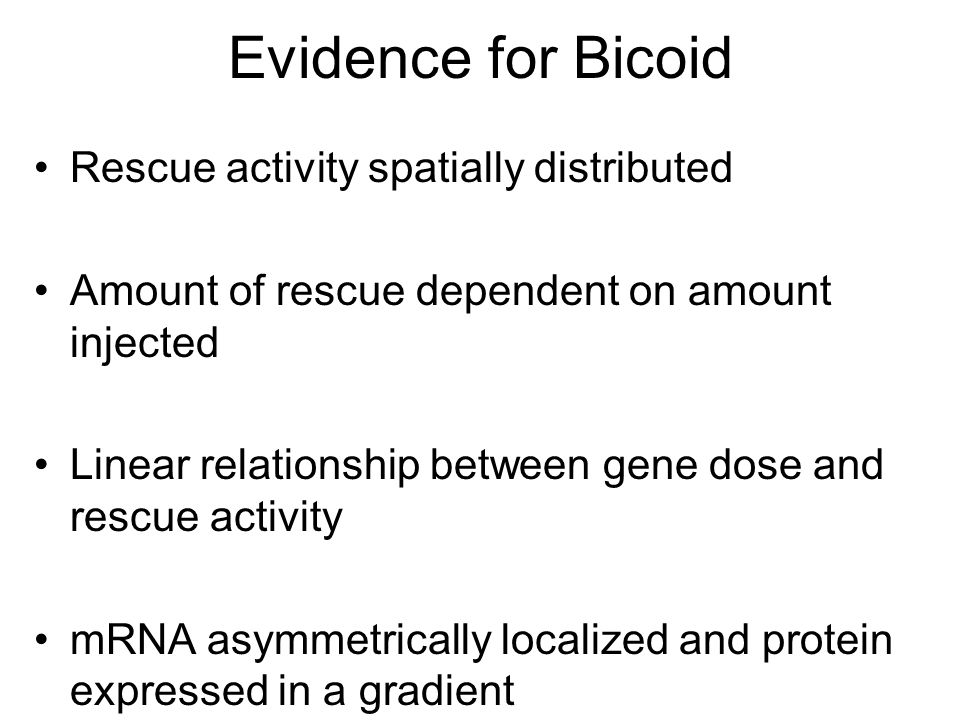 Evidence for Bicoid Rescue activity spatially distributed Amount of rescue dependent on amount injected Linear relationship between gene dose and rescue activity mRNA asymmetrically localized and protein expressed in a gradient