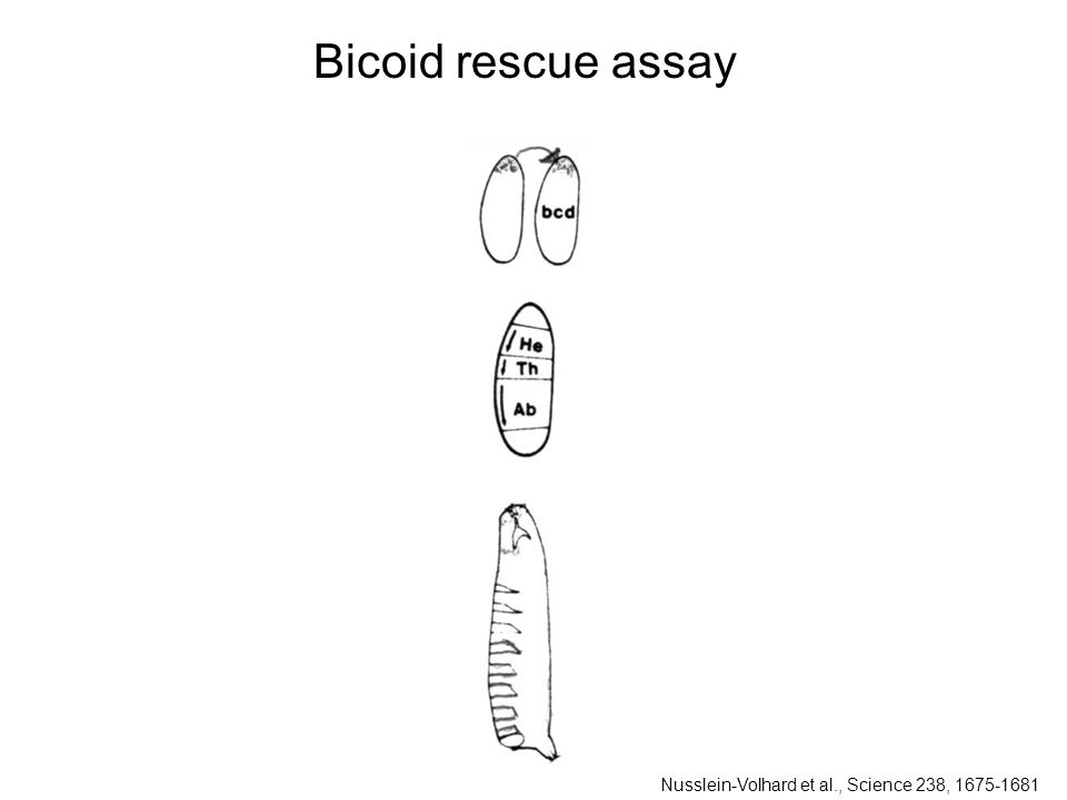 Bicoid rescue assay Nusslein-Volhard et al., Science 238,
