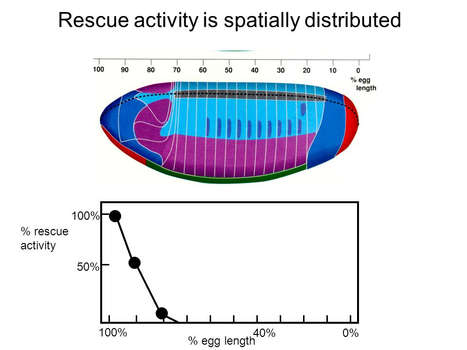 % rescue activity 100% 50% % egg length 100% 0%40% Rescue activity is spatially distributed